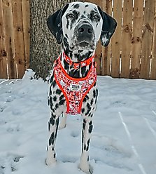 Sassy Woof Hello Kitty Neoprene Standard Dog Collar, Red, Medium: 19.7-in neck, 3/4-in wide slide 2 of 7