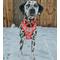 Show in main carousel: Sassy Woof Hello Kitty Adjustable Dog Harness, Red, X-Large: 24 to 35-in chest slide 6 of 7