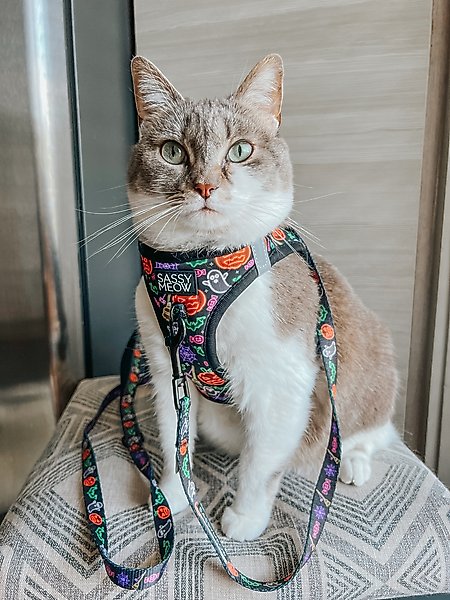 Show full view: Sassy Woof Neon Frights Polyester Cat Leash, Black, 6-ft long, 0.6-in wide slide 4 of 4
