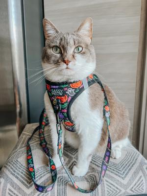 Show full view: Sassy Woof Neon Frights Polyester Cat Leash, Black, 6-ft long, 0.6-in wide slide 5 of 5