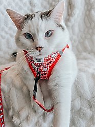 Sassy Woof Hello Kitty Polyester Cat Leash, Red, 6-ft long, 0.6-in wide slide 2 of 5