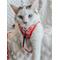 Show in main carousel: Sassy Woof Hello Kitty Polyester Cat Leash, Red, 6-ft long, 0.6-in wide slide 5 of 6