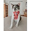 Show in main carousel: Sassy Woof Hello Kitty Step-In Cat Harness, Red, Large: 18 to 20.5-in chest slide 6 of 6