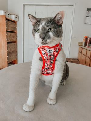Show full view: Sassy Woof Hello Kitty Step-In Cat Harness, Red, X-Small: 12 to 14.5-in chest slide 7 of 8