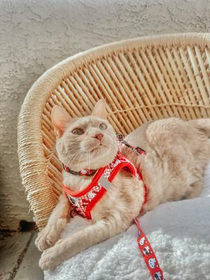 Show full view: Sassy Woof Hello Kitty Neoprene Standard Cat Collar, Red, Medium: 8 to 12-in neck, 2/5-in wide slide 6 of 7