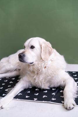 Show full view: The Green Pet Shop Disney Mickey/Minnie Cool Dog & Cat Pad, Black, Large slide 3 of 8