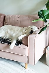 The Green Pet Shop Disney Mickey/Minnie Cool Dog & Cat Pad, Black, X-Small slide 2 of 7