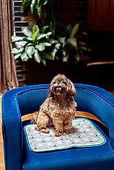 The Green Pet Shop Disney Retro Micky Cool Dog & Cat Pad, Sage/Cream, Large slide 2 of 6