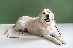 The Green Pet Shop Disney Stitch Cool Dog & Cat Pad, Sand, X-Large slide 2 of 6