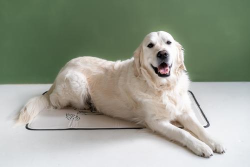 Show full view: The Green Pet Shop Disney Stitch Cool Dog & Cat Pad, Sand, Small slide 7 of 7