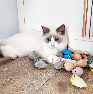 Show full view: Fashion's Talk 18 Piece Plush Catnip-Filled Mice Cat Toys slide 2 of 8