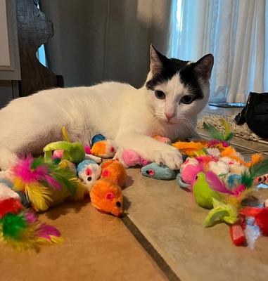 Show full view: Fashion's Talk 48 Piece Assorted Mice Cat Toys slide 3 of 8