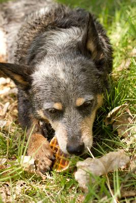 Show full view: Redbarn Roofles with Natural Maple Flavor Dog Treats, 50 count slide 8 of 13