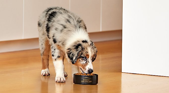 Purina Pro Plan High Protein Chicken & Rice Formula Large Breed Dry Puppy Food