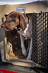 Dakota 283 Rough & Tough Economy Dog Kennel, Coyote Granite, Large slide 2 of 8