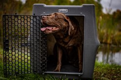Dakota 283 Rough & Tough Economy Dog Kennel, Dark Granite, Medium slide 2 of 9