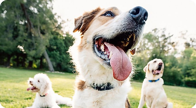 Fi Series 3+ Smart Dog Collar