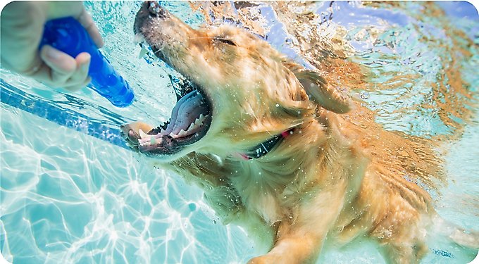 Fi Series 3+ Smart Dog Collar