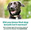 Show in main carousel: TropiClean Fresh Breath Dental Water Additive for Dogs Plus Hip & Joint, 33.8-fl oz bottle slide 9 of 11