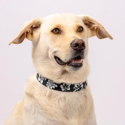Show full view: Country Brook Design Deluxe Hawaiian Dog Collar, Black, Large slide 2 of 8
