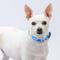 Show in main carousel: Country Brook Design Deluxe Hawaiian Dog Collar, Blue, Medium slide 2 of 8