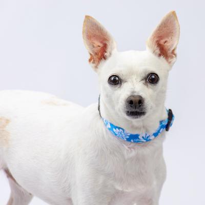 Show full view: Country Brook Design Deluxe Hawaiian Dog Collar, Blue, Medium slide 2 of 8