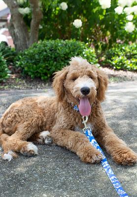 Show full view: Country Brook Design Deluxe Hawaiian Dog Collar, Royal Blue, Medium slide 3 of 8