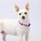 Show in main carousel: Country Brook Design Deluxe Hawaiian Dog Collar, Purple, Medium slide 2 of 8