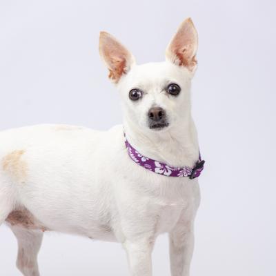 Show full view: Country Brook Design Deluxe Hawaiian Dog Collar, Purple, Medium slide 2 of 8