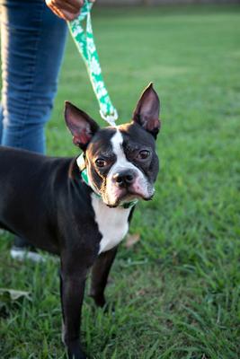 Show full view: Country Brook Design Deluxe Hawaiian Dog Collar, Kelly Green, Large slide 3 of 8