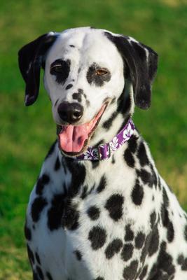 Show full view: Country Brook Design Deluxe Hawaiian Dog Collar, Purple, Medium slide 3 of 8