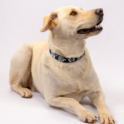 Show full view: Country Brook Design Deluxe Hawaiian Dog Collar, Black, Large slide 3 of 8