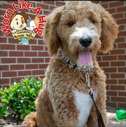 Country Brook Design Deluxe Cow Print Dog Collar, Large slide 2 of 8