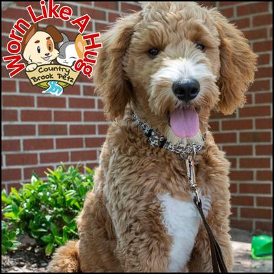 Show full view: Country Brook Design Deluxe Cow Print Dog Collar, X-Large slide 2 of 9