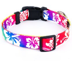 Country Brook Design Deluxe Hawaiian Rainbow Dog Collar, Large slide 2 of 6