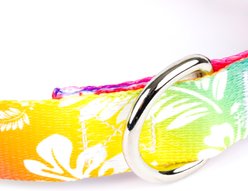 Country Brook Design Deluxe Hawaiian Rainbow Dog Collar, Giant slide 2 of 6
