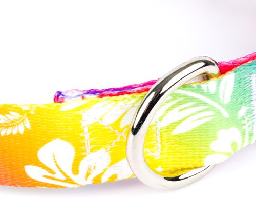 Show full view: Country Brook Design Deluxe Hawaiian Rainbow Dog Collar, Giant slide 6 of 6