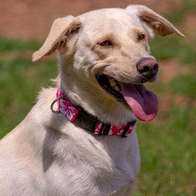 Show full view: Country Brook Design Deluxe Hawaiian Dog Collar, Pink, Small slide 3 of 9