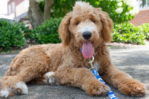 Show full view: Country Brook Design Deluxe Hawaiian Dog Collar, Royal Blue, Medium slide 2 of 8