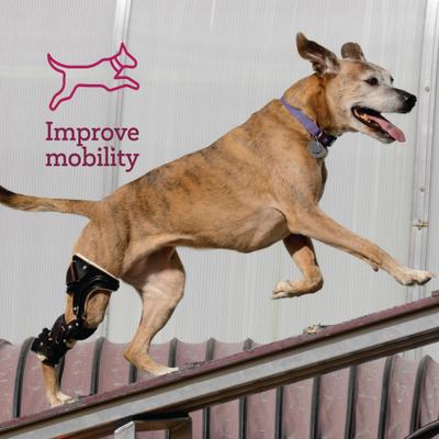 Show full view: Vetality Muscle Massage Dog Pain Reliever Gel, 3-fl oz bottle slide 8 of 9