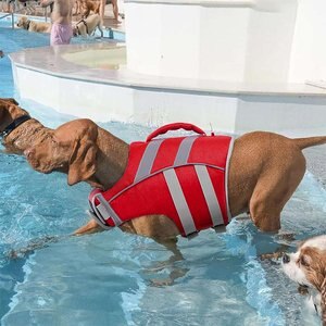 Kuoser Dog Lifejacket, Red, Medium