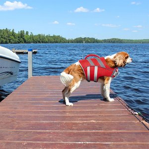 Kuoser Dog Lifejacket, Red, Medium
