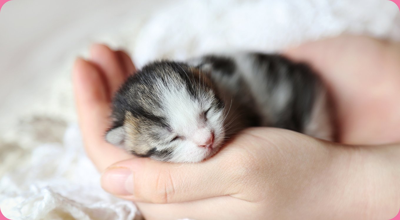Tiki Cat Baby Milk Replacer Goat Milk Wet Kitten Food