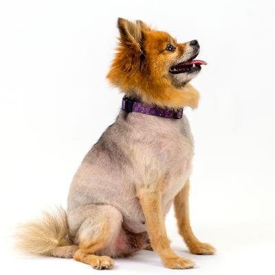 Show full view: Country Brook Design Deluxe Paisley Dog Collar, Purple, X-Large slide 3 of 8