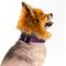 Show in main carousel: Country Brook Design Deluxe Paisley Dog Collar, Purple, X-Large slide 4 of 8