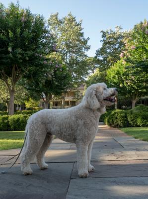 Show full view: Country Brook Design Deluxe Paisley Dog Collar, Yellow, Large slide 2 of 6