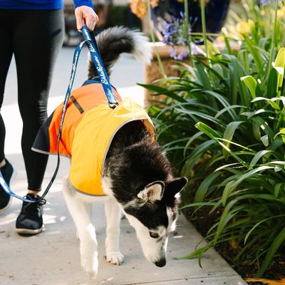 Show full view: Eddie Bauer Flat Reflective Dog Leash with Assist Handle, 6-ft long, 1-in wide, Blue slide 3 of 3