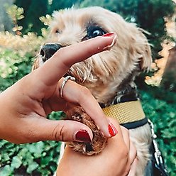 Project Sudz Protect & Renew Dog & Cat Paw Balm, 45-g jar slide 2 of 2