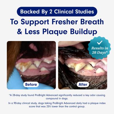 Show full view: PetLab Co. ProBright Advanced Chicken Flavored Powder Dental Supplement for Dogs, Medium Dogs: 2.12-oz jar slide 5 of 11