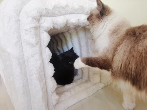 Show full view: Cesicia Storage Bench Cat House, Beige slide 4 of 7